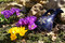 Free Spring Flowers In A Garden. Stock Photography - 709442