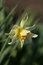 Free Narcissus Royalty Free Stock Images - 709459