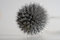 Free Thistle Royalty Free Stock Photos - 709478