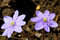 Free Spring Flowers In A Garden. Royalty Free Stock Images - 709559