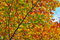 Free Branch Royalty Free Stock Photo - 7007765