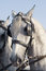 Free Horse Stock Photography - 7008872