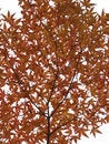 Free Autumn Twig Royalty Free Stock Photography - 7012467