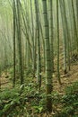 Free Bamboo Forest Royalty Free Stock Photo - 7015035