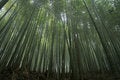 Free Bamboo Forest Stock Photos - 7015223