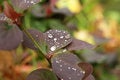 Free Drop And Leaf Stock Image - 7015411