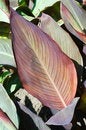 Free Large Leaves. Royalty Free Stock Image - 7016176