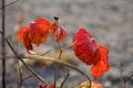 Free Utumn Red November Leaves Of A Blackberry Stock Photography - 7017622