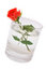 Free Red Rose In A Glass. Stock Photography - 7012012