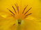 Free Pansy Close Up Royalty Free Stock Images - 7015169