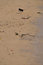 Free Dog At The Beach Royalty Free Stock Photography - 7016327