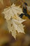 Free Faded Yellow Maple Leaf Royalty Free Stock Images - 7016899
