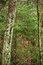 Free Moss And Lichen Covered Tree Stock Image - 7016911