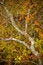 Free Tree With Orange And Yellow Leaves In Fall Stock Photography - 7016912