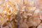 Free Spiral On Conch Royalty Free Stock Photo - 7019895