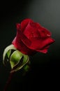 Free Rose Soft Focus And Shallow Royalty Free Stock Photography - 7028277