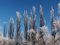 Free Trees Covered With Snow Stock Image - 7020491