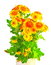 Free Orange Chrysanthemum Stock Photo - 7022690