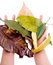 Free Holding Leaf Isolated Stock Photography - 7025582