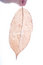 Free Holding Leaf Isolated Stock Photo - 7025610