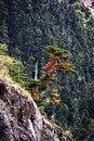 Free Little Red Green Tree Royalty Free Stock Photo - 7031595