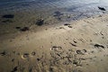 Free Coastline Shoe Prints Stock Images - 7031774