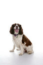 Free Mixed Breed Dog With Tongue Hanging Out Stock Images - 7039404