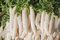 Free Radishes Royalty Free Stock Photo - 7034515