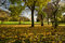 Free Leaves On The Ground Stock Photo - 7035930