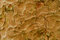 Free Tree Bark Stock Image - 7035961
