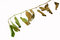 Free Branch With Leafs In Autumn Stock Photo - 7036110