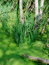 Free Green Water Plants Royalty Free Stock Photo - 7036115
