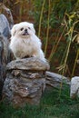 Free Peking Dog Royalty Free Stock Photos - 7045748