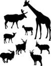 Free Horned Animals Outline Royalty Free Stock Photography - 7046077
