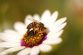 Free Bee On White Flower Royalty Free Stock Photo - 7048885