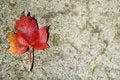 Free Autumn Leaf With Copy Space Stock Image - 7049261