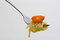 Free Fork Fresh Pasta Stock Images - 7040634