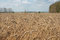 Free Wheaten Field Stock Photography - 7042442