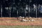 Free Sheep Royalty Free Stock Photos - 7045018