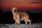 Free Golden Retriever Dog Royalty Free Stock Photos - 7045108