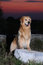 Free Golden Retriever Dog Stock Photography - 7045182
