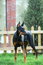 Free Doberman Dog Royalty Free Stock Photo - 7045735