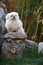 Free Peking Dog Royalty Free Stock Photos - 7045748