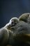 Free Squirrel Monkey Royalty Free Stock Images - 7046639