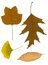 Free Autumn Leaves Isolated On White Stock Images - 7047994