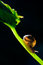 Free Snail Royalty Free Stock Photo - 7048145