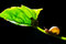 Free Snail Royalty Free Stock Photos - 7048368