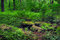 Free Deciduous Forest Royalty Free Stock Photo - 7049075