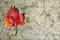 Free Autumn Leaf With Copy Space Stock Image - 7049261