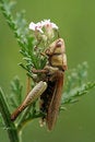 Free Grass-hopper On Grass Royalty Free Stock Image - 7050206